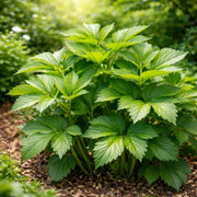 Medicinal Herb Ashitaba Seeds - Vegetable Plant