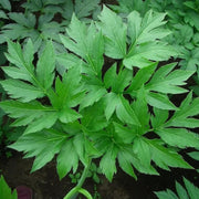 Medicinal Herb Ashitaba Seeds - Vegetable Plant