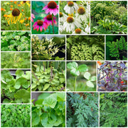 Medicinal Herb Garden Kit