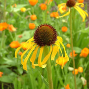 Medicinal Herb Garden Kit