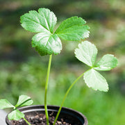 Medicinal Herb Garden Kit