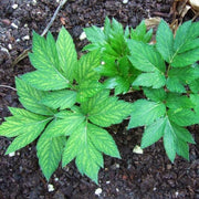 Medicinal Herb Garden Kit