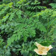 Medicinal Herb Garden Kit