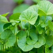 Medicinal Herb Garden Kit