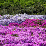 Mediterranean Thyme Ground Cover Seeds - Herbal Seeds