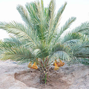 Medjool Date Palm Seeds - Fruit Plant