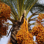 Medjool Date Palm Seeds - Fruit Plant