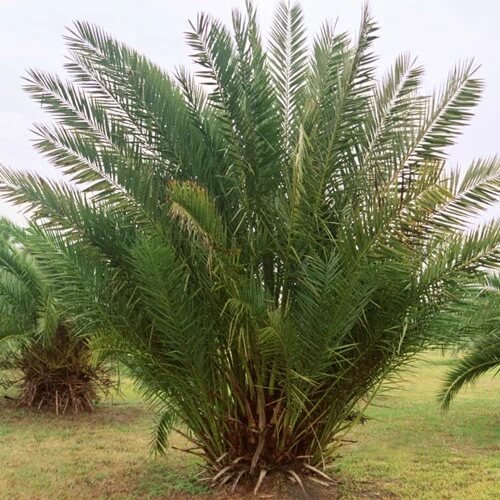 Medjool Date Palm Seeds - Fruit Plant