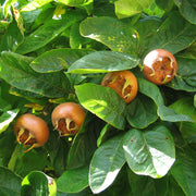 Medlar Seeds - for Home Gardens Seeds