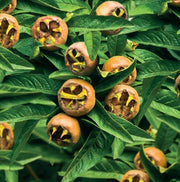 Medlar Seeds - for Home Gardens Seeds