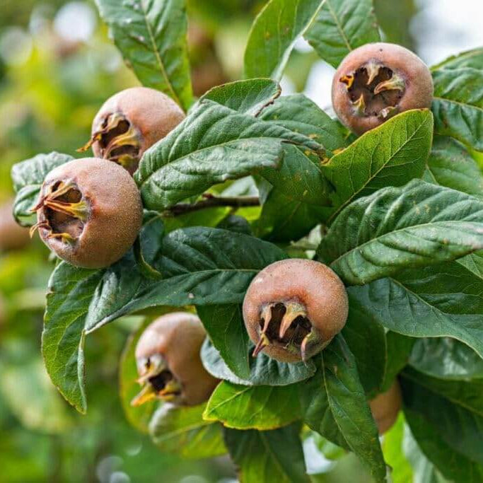 Medlar Seeds - for Home Gardens Seeds