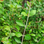 Henna Mehandi Seeds, Lawsonia inermis Plant Seeds