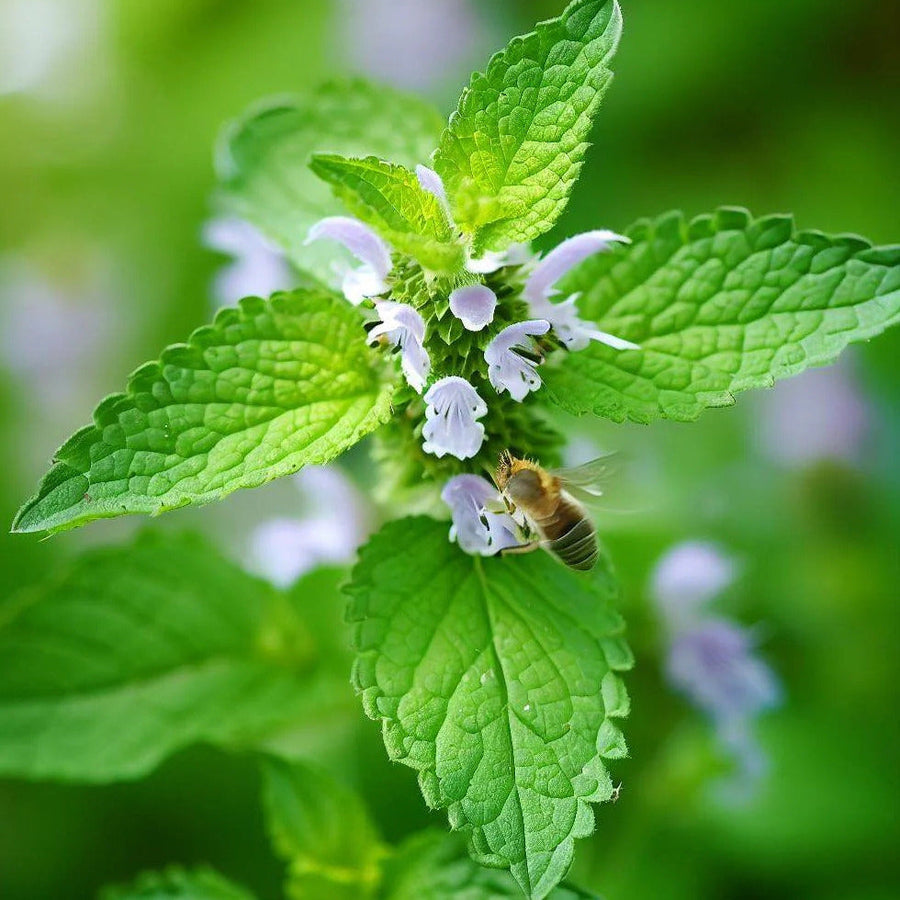 Melissa Officinalis Lemon Balm Seeds, Herbal