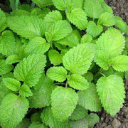 Melissa Officinalis Lemon Balm Seeds, Herbal