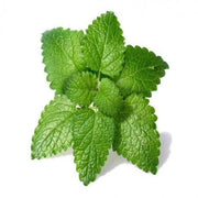 Melissa Officinalis Lemon Balm Seeds, Herbal