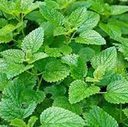 Melissa Officinalis Lemon Balm Seeds, Herbal