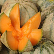 Breast Melon Seeds