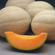 Brown Muskmelon Melon Seeds