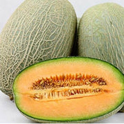 Chinese Hami Melon Seeds