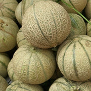 European Cantaloupe Melon Seeds