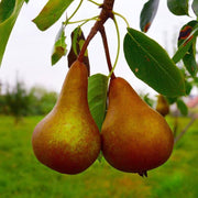 Golden Russet Pear Melon Seeds