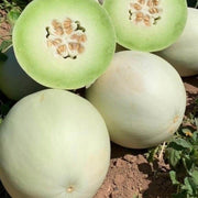 Green Dew Melon Seeds