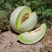 Green Dew Melon Seeds