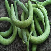 Green Long Melon Seeds