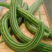 Green Serpent Melon Seeds