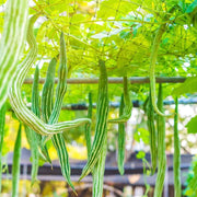 Green Serpent Melon Seeds