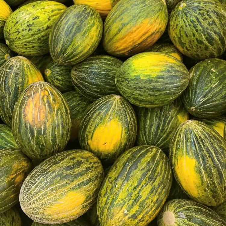 Green Toadskin Melon Seeds