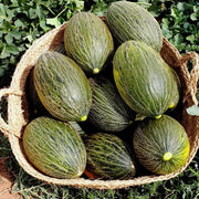 Green Toadskin Melon Seeds