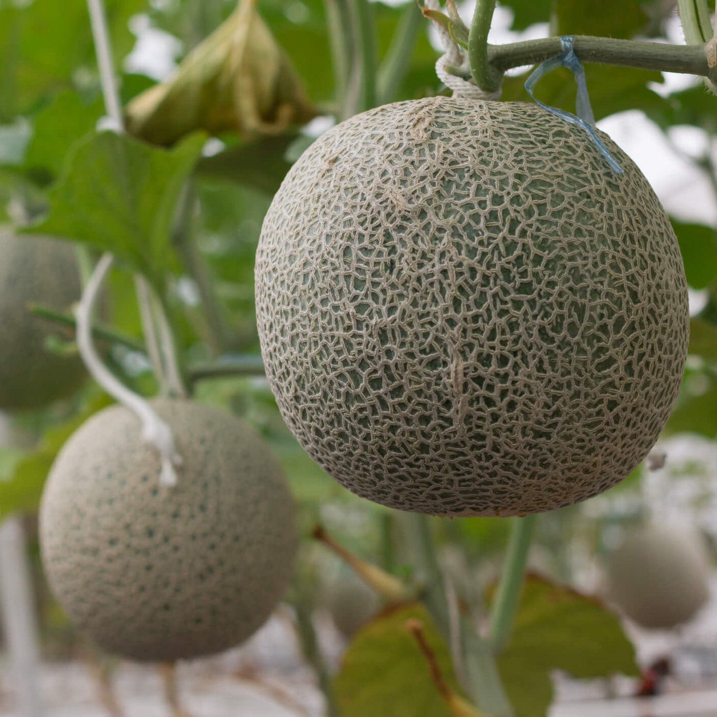 Grey Cantaloupe Melon Seeds