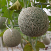 Grey Cantaloupe Melon Seeds
