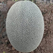 Grey Cantaloupe Melon Seeds