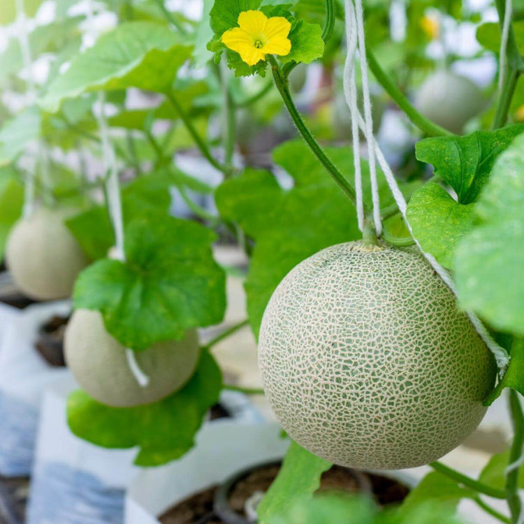 Honey Dew Melon Seeds