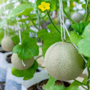 Honey Dew Melon Seeds
