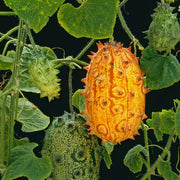 Jelly Melon Melon Seeds, Vegetabe