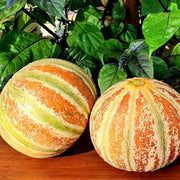 Kajari Melon Seeds