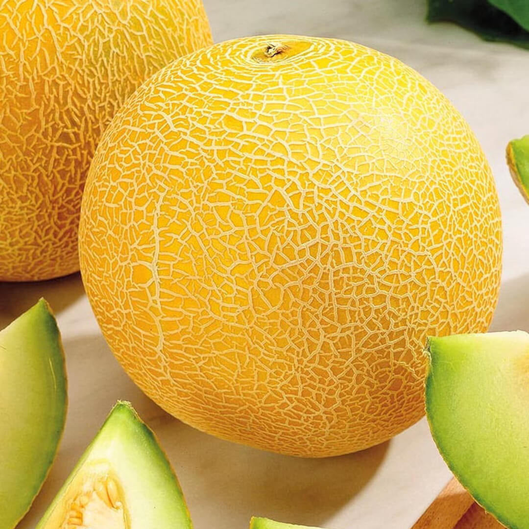 Lesya Melon Seeds