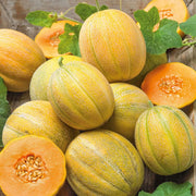 Minnesota Melon Seeds