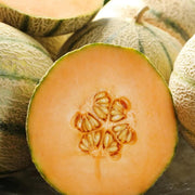 Minnesota Cantaloupe Melon Seeds
