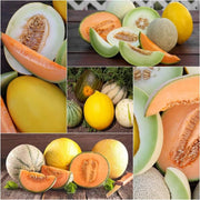 Mixed Cantaloupe Melon Seeds