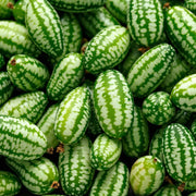 White Cantaloupe Mouse Melon Seeds