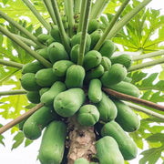Melon Papaya Seeds