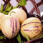 Pepino Dulce Melon Seeds
