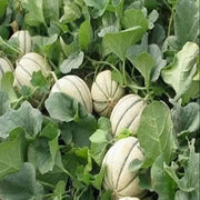 Pinonet Melon Seeds
