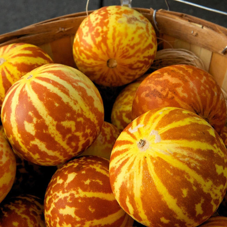 Pocket Melon Seeds