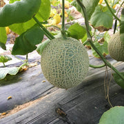 Red and Green Hami Melon Seeds, Vegetabe