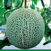 Red and Green Hami Melon Seeds, Vegetabe